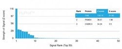 Prohibitin Antibody (PHB/3230) - Azide and BSA Free, Novus Biologicals